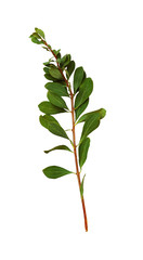 Twig with small green leaves
