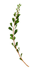 Twig with small green leaves