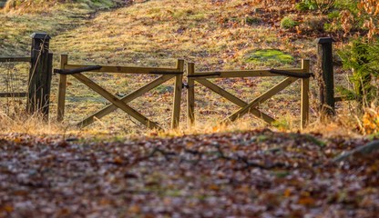 autumn fence