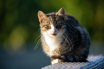 Naklejka na ściany i meble Cat is sitting on the armrest in the morning light
