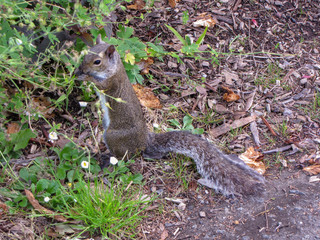 Brown squirrel on his hind legs nibbling, Golden Gate Park, San Francisco, California, USA