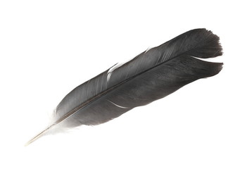 feather isolated on white background, top view