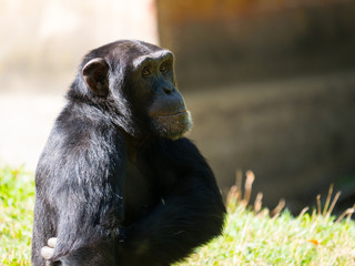 Chimpanzé à dos argenté
