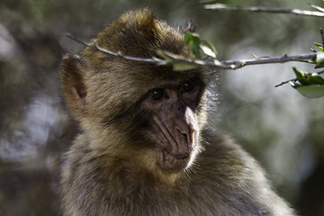 Barbary macaques from Gibraltar