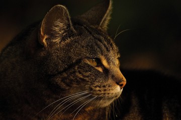 portrait of a cat