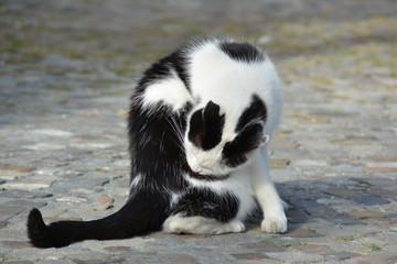 Fototapeta premium Schwarzweiße Katze 
