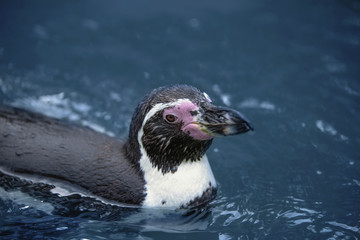 Antarctic penguin swims in cold blue water, close-up.