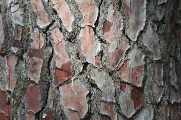 bark of a tree with an original texture