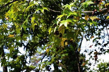 Picturesque tree branch
