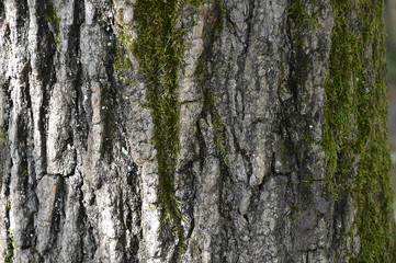Bark of a tree with a beautiful texture