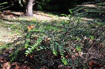 Fototapeta premium Picturesque bushes