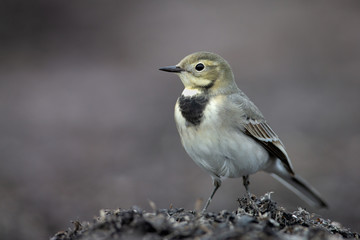 White wagtail looking for food on top of a seaweed pile
