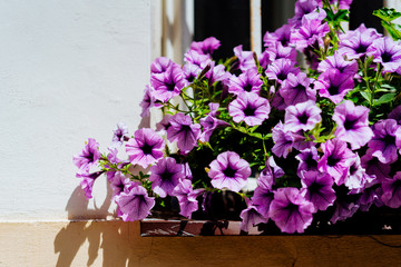 Fototapeta na wymiar Purple flowers on a window sill