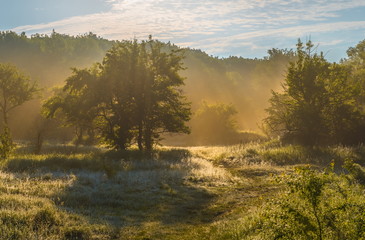 Fog in the forest glade. Spring dawn. After a rainy night at dawn, the fog. South of Russia.