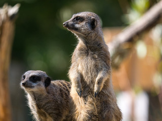 Fototapeta premium Suricate