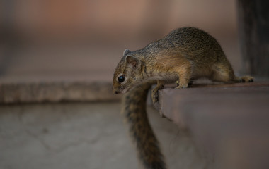 Eichhörnchen / Squirrel in Botswana