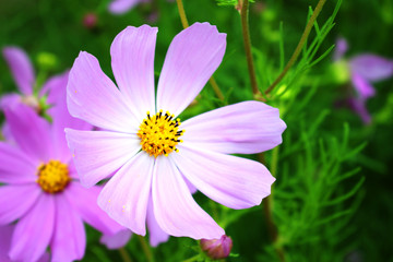 Obraz premium colorful chamomile with gentle petals under soft lighting
