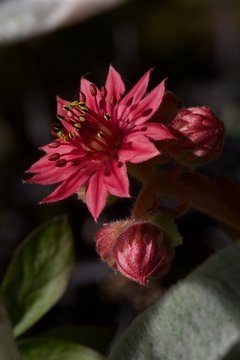 Pink Seedum flower
