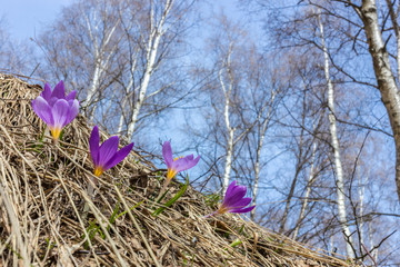 crocus