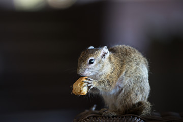 Eichhörnchen / Squirrel in Botswana