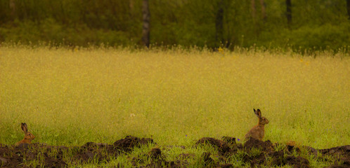 landscape with wheat field and trees