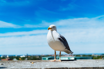 Seagull by the water