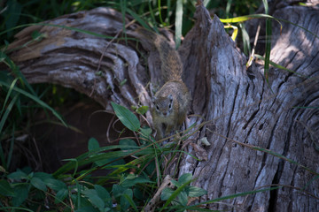 Eichhörnchen / Squirrel in Botswana