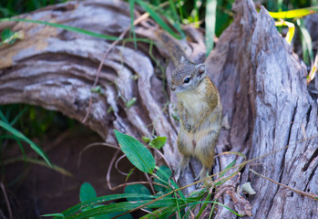 Eichhörnchen / Squirrel in Botswana