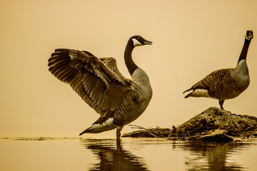 goose in water