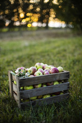 Apfelernte auf dem Land