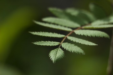 green leaf of fern