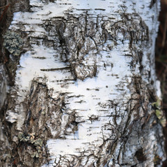 Texture of birch bark. Fragment of a tree trunk