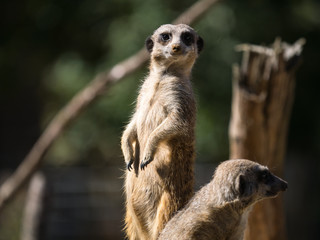 Suricate