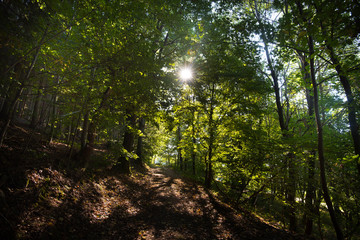 Fototapeta premium Sonnenstrahl im Thüringer Wad