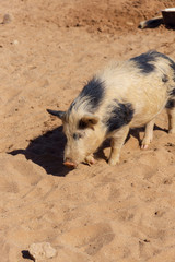 sand pig desert meat food