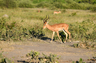 Impala