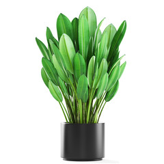 Banana palm, Ravenala palm in a pot	