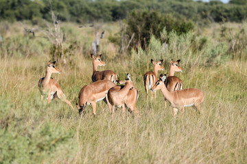 Impala