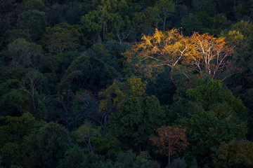 autumn tree in the forest with first light in Tak province, Thailand