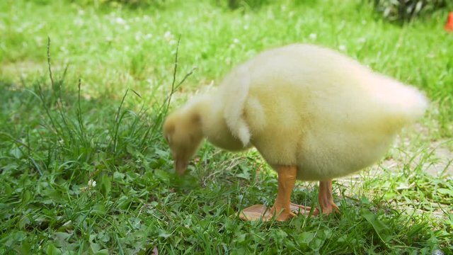Gooslings in grass at the backyard