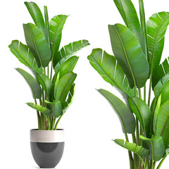 Banana palm, Ravenala palm in a pot	