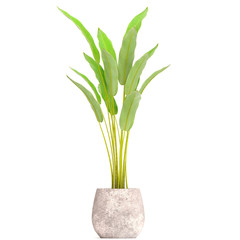 Banana palm, Ravenala palm in a pot	