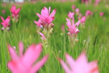 Fototapeta premium Beautiful wild siam tulips blooming in the jungle at Sai Thong National Park, Chaiyaphum, Thailand