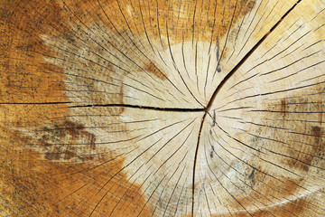 Cut tree trunk - texture of wood - annular rings