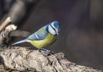 Blue tit (Parus caeruleus)resting on tree branch