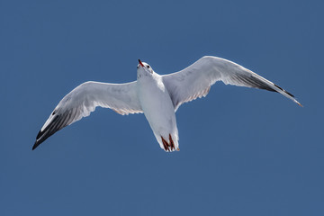 Black-headed gull - Chroicocephalus ridibundus in flight on blue sky