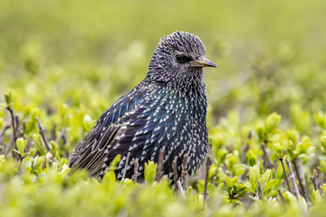 Starling (Sturnus vulgaris) sitting on the grass