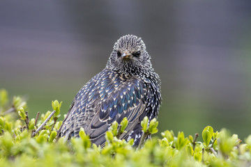 Starling (Sturnus vulgaris) sitting on the grass