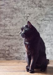 Portrait of a black cat in studio on wooden floor on gray wall background