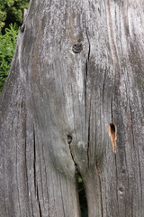 Bizarrely shaped tree trunk looking like naked woman